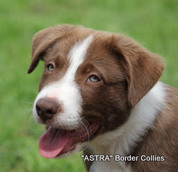 Red and white male, Medium coated, Border collie puppy